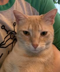 Lost Female Cat last seen Timberline & drake, Fort Collins, CO 80525