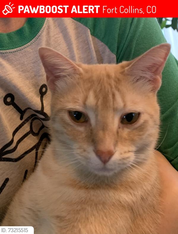 Lost Female Cat last seen Timberline & drake, Fort Collins, CO 80525
