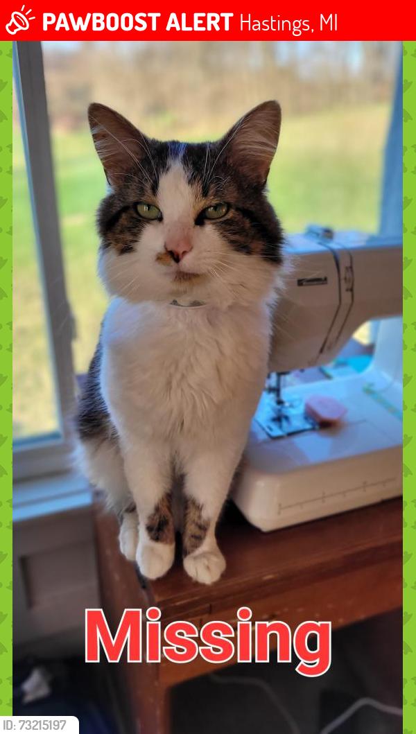 Lost Male Cat last seen South Bird Rd, Frying RD, Mudlake Rd, Hastings, MI 49058