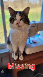 Lost Male Cat last seen South Bird Rd, Frying RD, Mudlake Rd, Hastings, MI 49058
