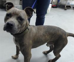 Shelter Stray Male Dog last seen Near BLOCK BUCKINGHAM AVE, 4704 Corporation Dr, Fayetteville, NC 28306, USA