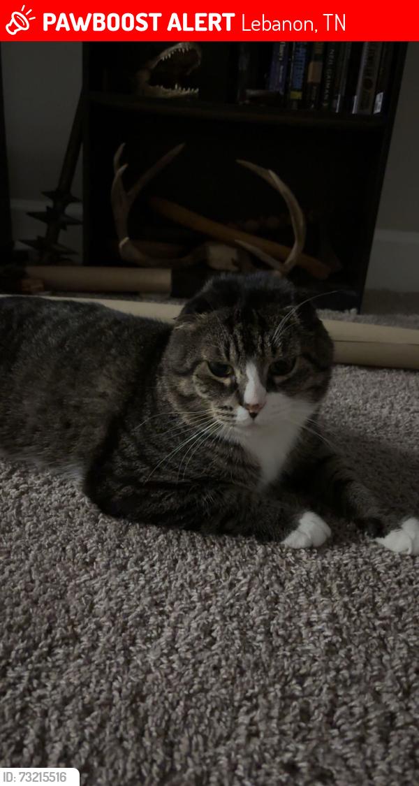 Lost Male Cat last seen N Castle Rd, Lebanon, TN 37087