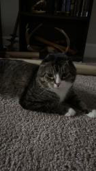 Lost Male Cat last seen N Castle Rd, Lebanon, TN 37087