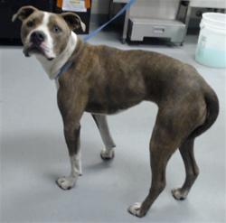 Shelter Stray Female Dog last seen Near CLAUDE LEE RD, FAYETTEVILLE NC 28306, 4704 Corporation Dr, Fayetteville, NC 28306, USA