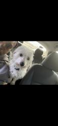 Reunited Male Dog last seen Near S Nellis Blvd, Las Vegas, NV 89121, USA, Las Vegas, NV 89121