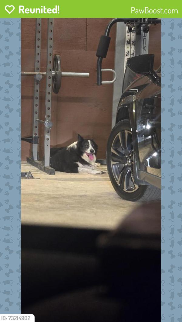 Reunited Male Dog last seen Montclair drive, Seguin, TX 78155