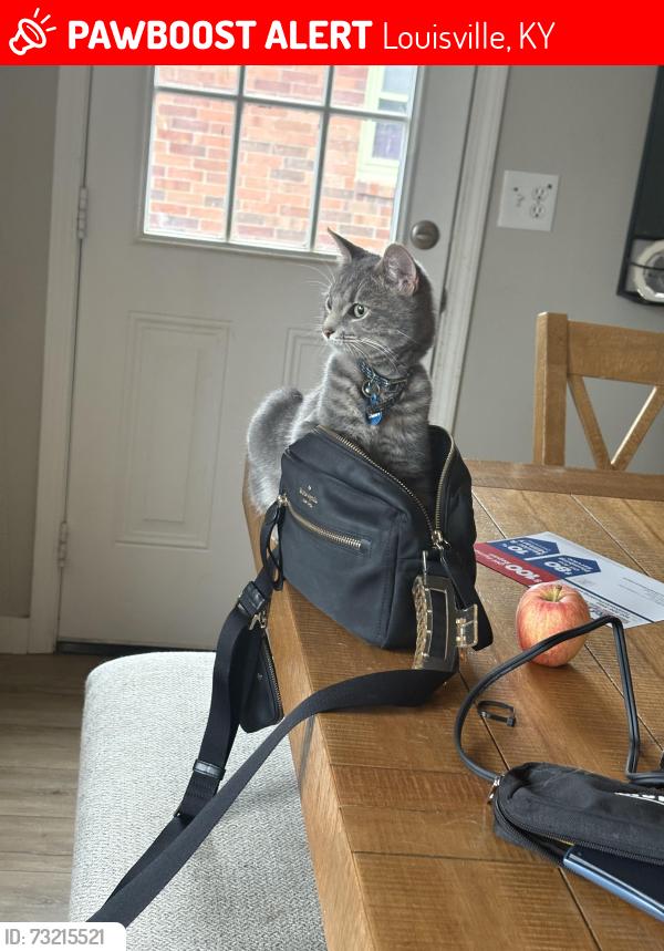Lost Male Cat last seen Near cedar lake dr Louisville, KY 40291, Louisville, KY 40291