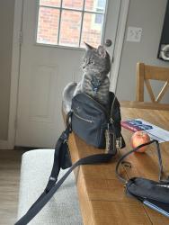 Lost Male Cat last seen Near cedar lake dr Louisville, KY 40291, Louisville, KY 40291