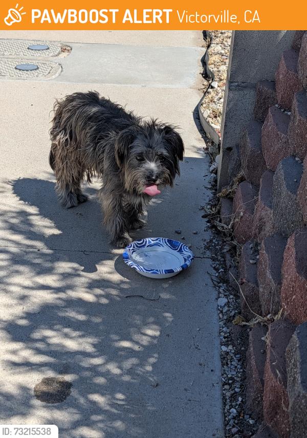 Found/Stray Unknown Dog last seen Manzanita Rd and Desert Sands Rd Victorville CA 92395, Victorville, CA 92395