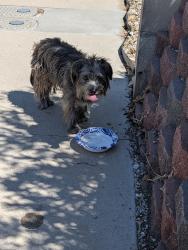 Found/Stray Unknown Dog last seen Manzanita Rd and Desert Sands Rd Victorville CA 92395, Victorville, CA 92395