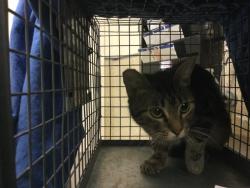 Shelter Stray Female Cat last seen Near BLOCK POLK ST, RIVERSIDE, CA, 6851 Van Buren Boulevard, Jurupa Valley, CA 92509, USA