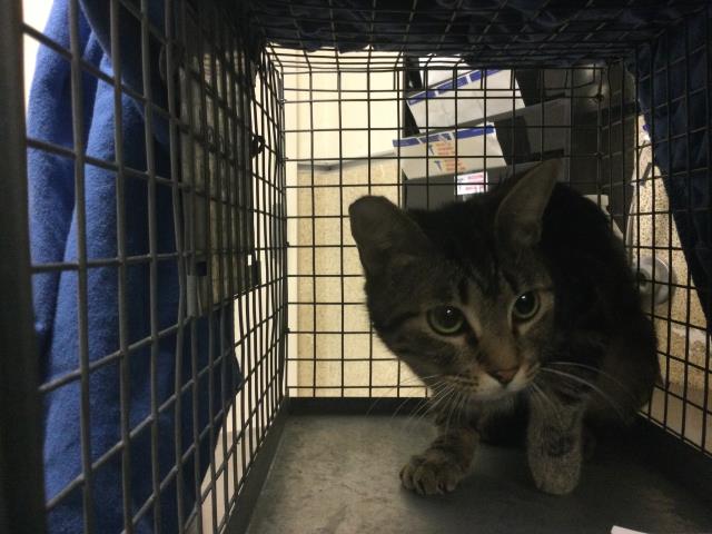 Shelter Stray Female Cat last seen Near BLOCK POLK ST, RIVERSIDE, CA, 6851 Van Buren Boulevard, Jurupa Valley, CA 92509, USA