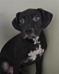 Shelter Stray Male Dog last seen Near BLOCK HICKERSON DR, BAKERSFIELD CA 93308, 3951 Fruitvale Ave, Bakersfield, CA 93308, USA