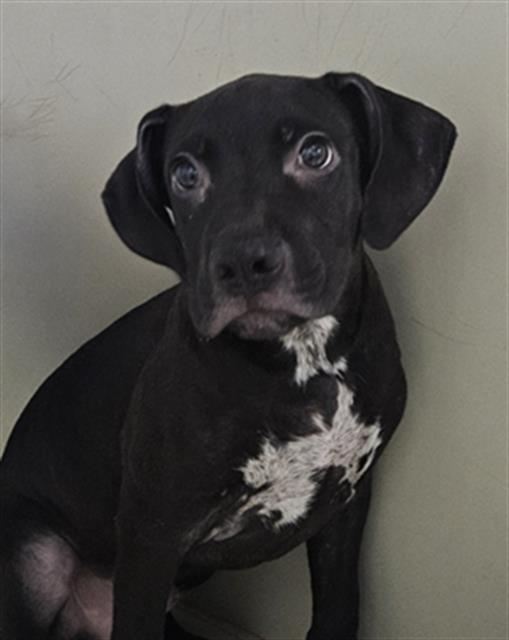 Shelter Stray Male Dog last seen Near BLOCK HICKERSON DR, BAKERSFIELD CA 93308, 3951 Fruitvale Ave, Bakersfield, CA 93308, USA