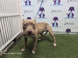 Shelter Stray Male Dog last seen , 2769 Conroy Rd, Orlando, FL 32839, USA