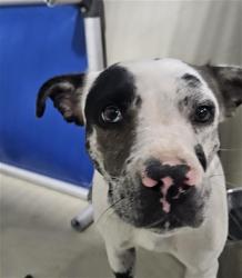 Shelter Stray Female Dog last seen Near BLOCK INDIANA CREEK RD, 3951 Fruitvale Ave, Bakersfield, CA 93308, USA