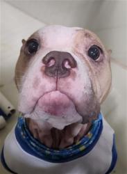 Shelter Stray Female Dog last seen Near BLOCK BUENA VISTA PL, TAFT CA 93268, 3951 Fruitvale Ave, Bakersfield, CA 93308, USA