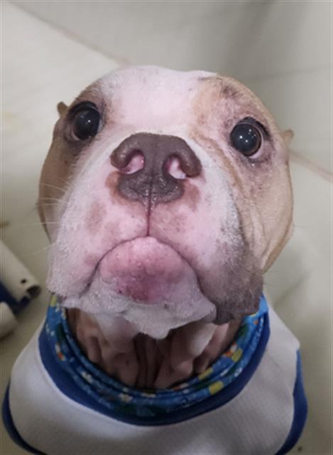Shelter Stray Female Dog last seen Near BLOCK BUENA VISTA PL, TAFT CA 93268, 3951 Fruitvale Ave, Bakersfield, CA 93308, USA
