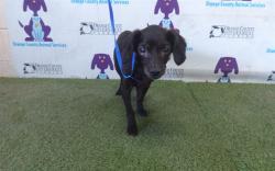 Shelter Stray Female Dog last seen , 2769 Conroy Rd, Orlando, FL 32839, USA