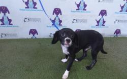 Shelter Stray Male Dog last seen , 2769 Conroy Rd, Orlando, FL 32839, USA