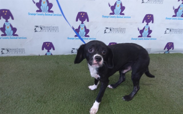Shelter Stray Male Dog last seen , 2769 Conroy Rd, Orlando, FL 32839, USA