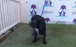 Shelter Stray Male Dog last seen , 2769 Conroy Rd, Orlando, FL 32839, USA