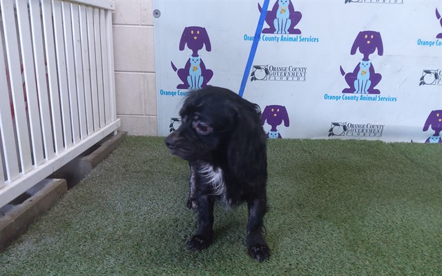Shelter Stray Male Dog last seen , 2769 Conroy Rd, Orlando, FL 32839, USA