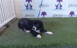 Shelter Stray Male Dog last seen , 2769 Conroy Rd, Orlando, FL 32839, USA