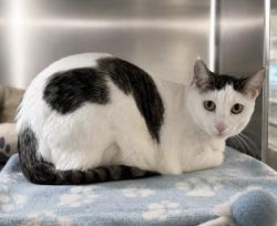 Shelter Stray Male Cat last seen , 3201 Lacy St, Los Angeles, CA 90031, USA