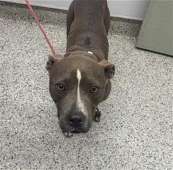 Shelter Stray Female Dog last seen Near BLOCK WARWICK ST, DETROIT MI 48228, 7401 Chrysler Dr, Detroit, MI 48211, USA