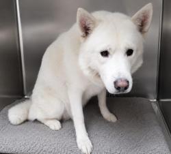 Shelter Stray Male Dog last seen , 3201 Lacy St, Los Angeles, CA 90031, USA
