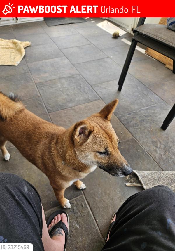 Lost Female Dog last seen Near north alafaya trail orlando, Orlando, FL 32828
