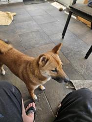 Lost Female Dog last seen Near north alafaya trail orlando, Orlando, FL 32828