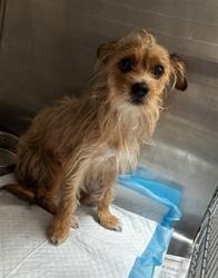 Shelter Stray Male Dog last seen , 3201 Lacy St, Los Angeles, CA 90031, USA
