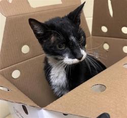 Shelter Stray Male Cat last seen DUCKHORN DR & GREAT EGRET WAY, 2127 Front St, Sacramento, CA 95818, USA