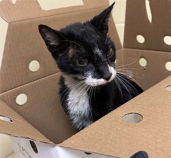 Shelter Stray Male Cat last seen DUCKHORN DR & GREAT EGRET WAY, 2127 Front St, Sacramento, CA 95818, USA
