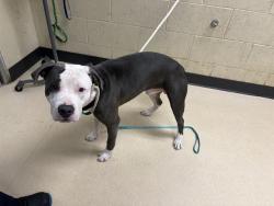 Shelter Stray Male Dog last seen Near BLOCK W FOND DU LAC AVE, 3839 W Burnham St, West Milwaukee, WI 53215, USA
