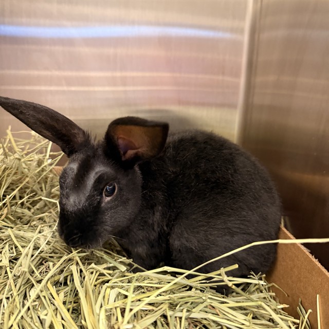 Shelter Stray Female Other last seen IRVINE CENTER DR/QUASAR DR, 92618, 6443 Oak Canyon, Irvine, CA 92618, USA