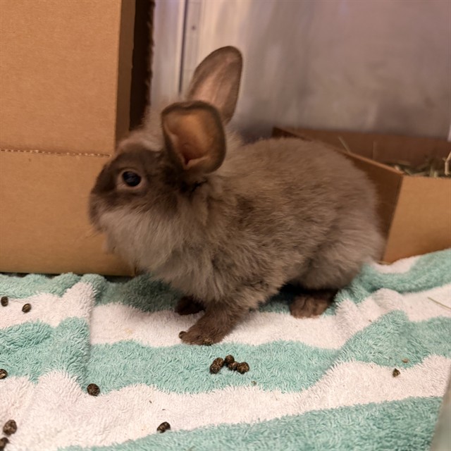 Shelter Stray Male Other last seen IRVINE CENTER DR/QUASAR DR, 92618, 6443 Oak Canyon, Irvine, CA 92618, USA
