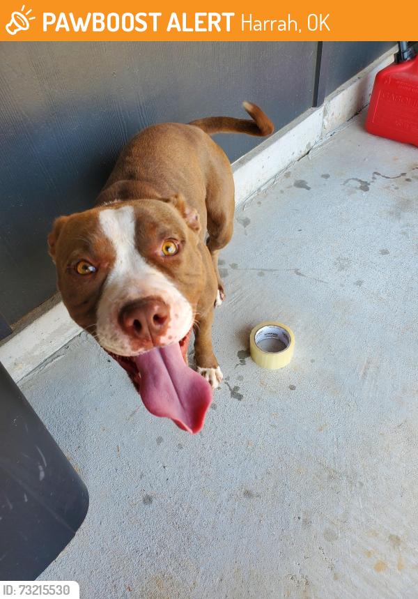 Found/Stray Female Dog last seen Country boy gas station, Harrah, OK 73045