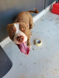 Found/Stray Female Dog last seen Country boy gas station, Harrah, OK 73045