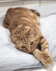 Lost Male Cat last seen Anslem Drive, Gaslight Lane, Chemin Metarie, Youngsville, LA 70592