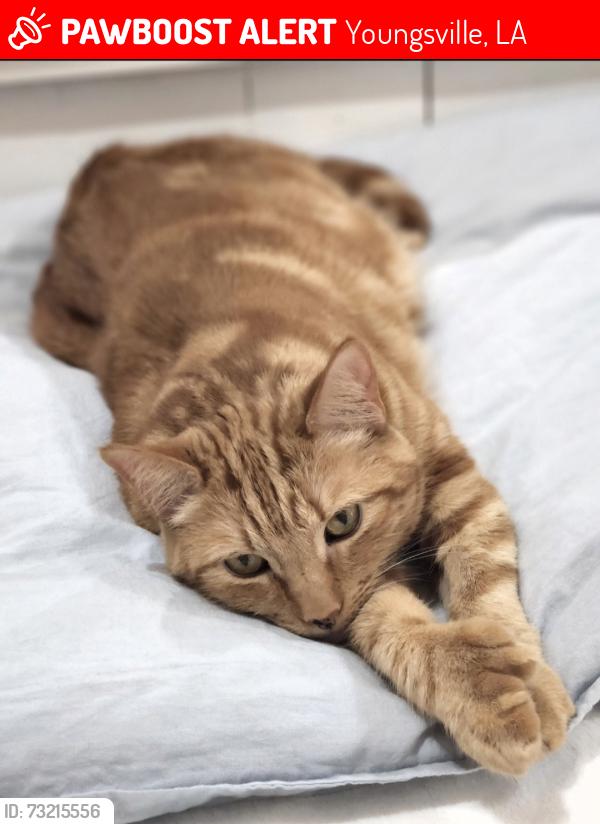Lost Male Cat last seen Anslem Drive, Gaslight Lane, Chemin Metarie, Youngsville, LA 70592