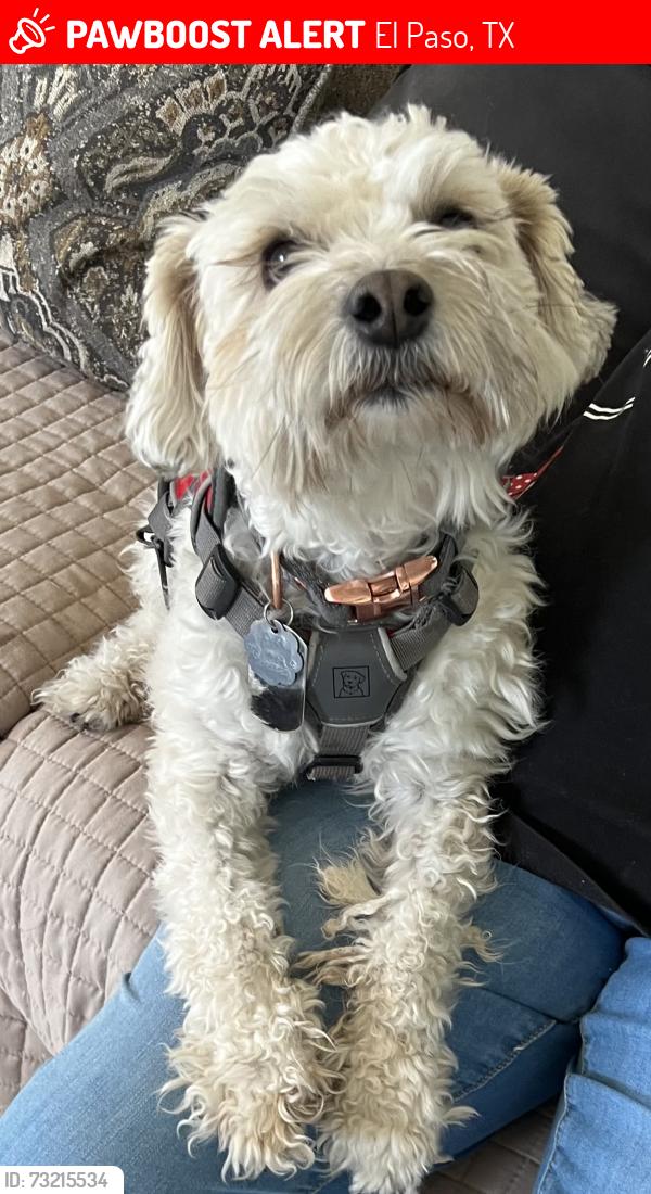 Lost Male Dog last seen Family Dollar by alabama and federal, El Paso, TX 79930