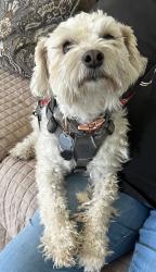 Lost Male Dog last seen Family Dollar by alabama and federal, El Paso, TX 79930