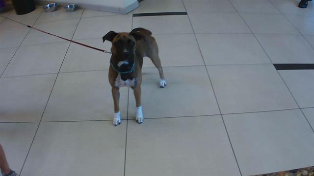 Shelter Stray Female Dog last seen COUNTY LINE RD AND DALE MABRY HWY, 19640 Dogpatch Ln, Land O' Lakes, FL 34638, USA