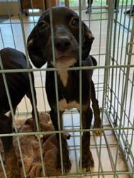 Shelter Stray Female Dog last seen DAYFLOWER BLVD, 19640 Dogpatch Ln, Land O' Lakes, FL 34638, USA