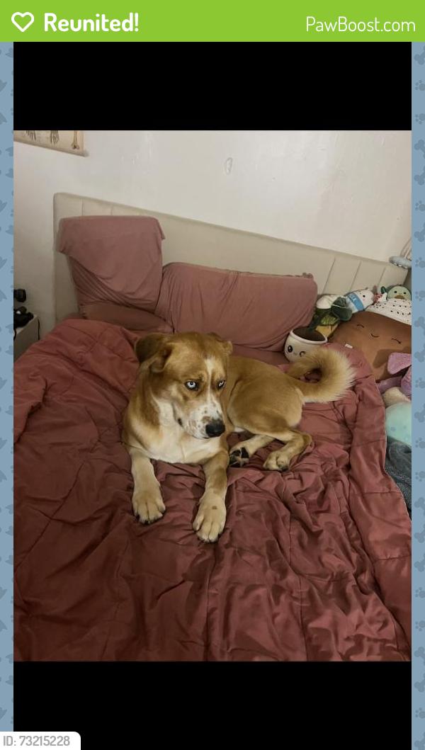 Reunited Male Dog last seen S King Rd, San Jose, CA, USA, San Jose, CA 95122