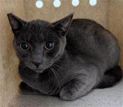 Shelter Stray Female Cat last seen , 600 Aviation Dr, Camarillo, CA 93010, USA