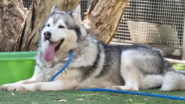 Shelter Stray Male Dog last seen , 1850 W 60th St, Los Angeles, CA 90047, USA